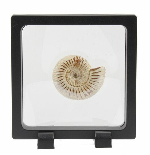 Perisphinctes Ammonite Fossil In Display Case #40011
